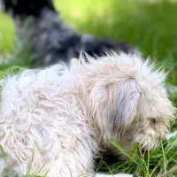 سگ خونگی شیتوزو فروشی