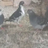 جفت جوجه نر فروشی