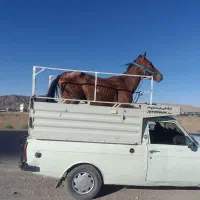 فروشگاه اسب ومادیان باری
