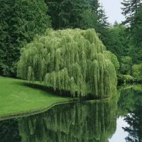 یونجه سبز دو قفس و یونجه خشک چیده