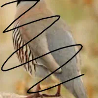 پرنده دام پاگیر کپک اسباب