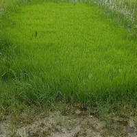 بذر تیم شالی شیرودی