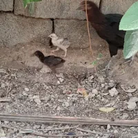 مرغ باچهارجوجه