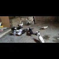 کبوتر