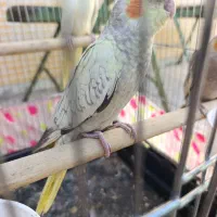 عروس هلندی