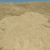 کاه گندم امسال ۳۰۰کیلوتحویلی