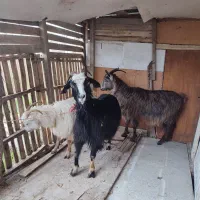 بز ماده و نر