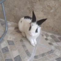 خرگوش نر