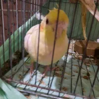 عروس هلندی دستی جفت زیرقیمت وانواع جوجه های دیگر