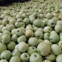 سیب گلاب درجه یک