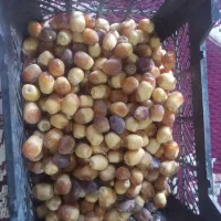 خرما