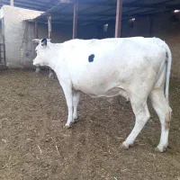 گاو گوساله.نر.تلیسه