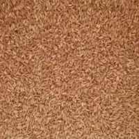 گندم آبی به مقدار 2تن