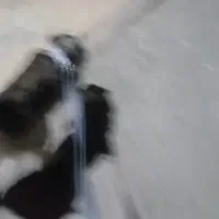 سگ هاسکی