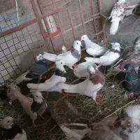 کفتر طوقی  کفتر کشتنی مرغ رسمی  مرغ ماشینی