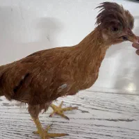 جوجه جوان خوشگل