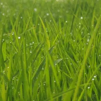 تعداد چند نفر راننده آقا و خانم جهت آموزش رانندگی