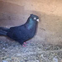 کبوتر سیاه ابادانی