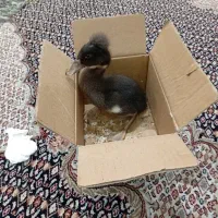 جوجه اردک کاکول دار