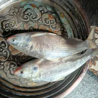 صبور نیم کلیوی با سه تایک کیلو