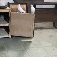 یک جفت کبوتر ذات و بته دار
