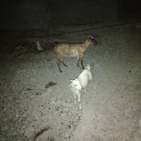 بز نفسی