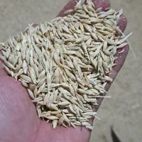 گندم جو ذرت سویا تفاله کاه علوفه خوراک دام