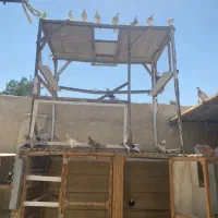 جوجه کبوتر پرشی