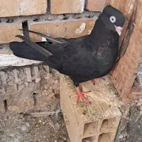کبوتر