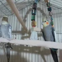 عروس هولندی  جوفت  نر هست