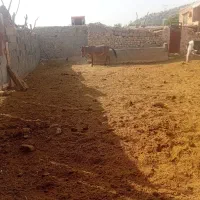 قاطر جوان