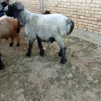 بره کوهه