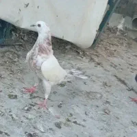 جوجه کبوتر