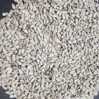 مغز آفتابگردان