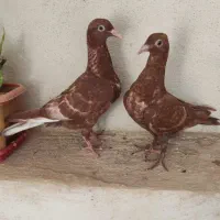 تعدادی جوجه پلاکی و طوق سیاه