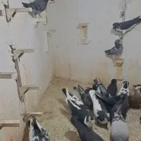 سلام خدمت دوتان تعدادی کفترنروماده وجوجه