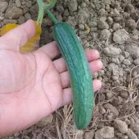 خیار بوته ای محلی و پاچ باقلا نوبرانه