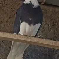 شازده|پرنده|مبارکه, |دیوار