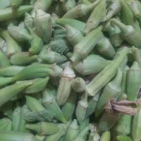 فروش بامیه
