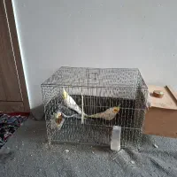 سه تا عروس هلندی یک ساله