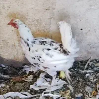 مرغ گلین کرچ