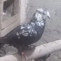 پرنده بصرطه طلا ۱۳ ساعت پرش