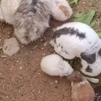 دو جفت خرگوش نر و ماده لوپ بالغ با توله