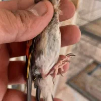 جوجه سهره نر