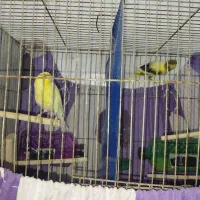 قناری نر و ماده