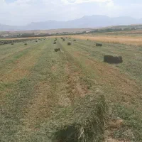 یونجه|عمده‌فروشی|نهاوند, |دیوار