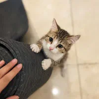 گربه چشم خط چشمی