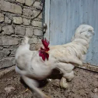 پرنده مرغ و خروس