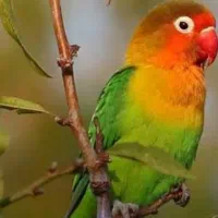 فروش