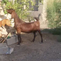 بز ماده شیری دوقلوزا